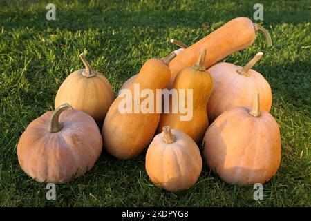 Winter squashes and pumpkins Cucurbita moschata varieties outdoor harvest collection. Stock Photo