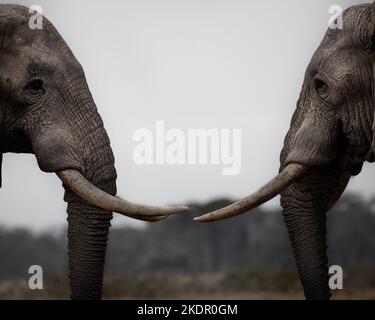 Two elephants facing off in shallow river Stock Photo - Alamy