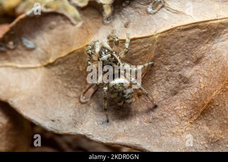 Zebra jumping spider (Salticus scenicus) Sussex, UK Stock Photo