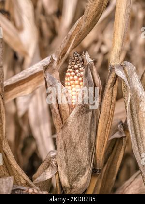 Closeup of ripe corncob in the cornfield Stock Photo