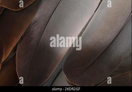 Dark grey and brown feathers texture abstract pattern natural background wallpaper. top view of grey feathers. details of feathers. bird feathers. Stock Photo