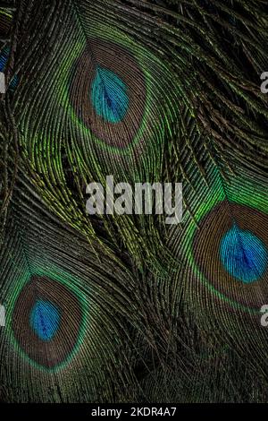 Beautiful and colorful peacock bird feathers seamless lines abstract pattern texture design natural background, wallpaper, backdrop, image, picture. Stock Photo