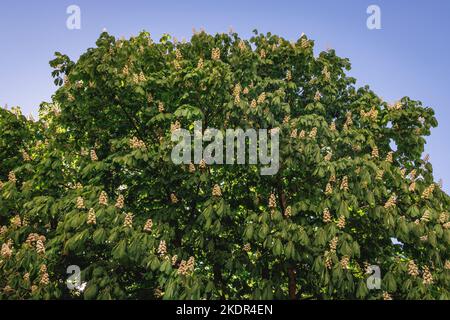 Spring leaf of Horse chestnut tree in Poland Stock Photo