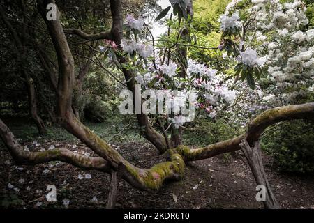 A mature Rhododendron growing in the wild sub-tropical Penjjick Garden in Cornwall.  Penjerrick Garden is recognised as Cornwalls true jungle garden i