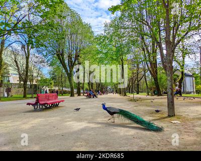 PORTO, PORTUGAL - APRIL 12, 2022: Peacock walking at park alley, people relaxing on benches in daytime, Jardim Palacio de Cristal, Porto, Portugal Stock Photo