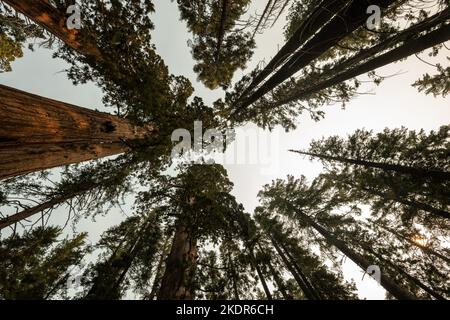 Looking Up The Sequoia and Ponderosa Pine Canopy in Yosemite National Park Stock Photo