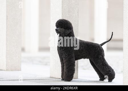 BLACK GIANT POODLE, ADULT STANDING ON GRASS Stock Photo - Alamy