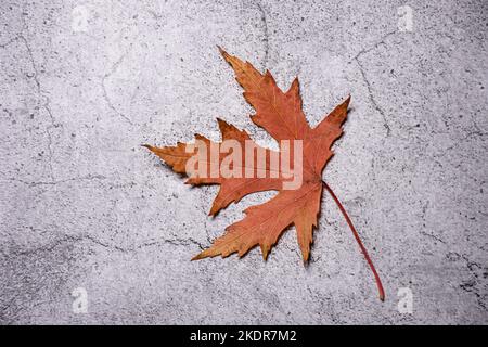 one maple autumn red leaf on concrete Stock Photo