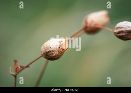 bud with seeds on a branch in autumn. Stock Photo