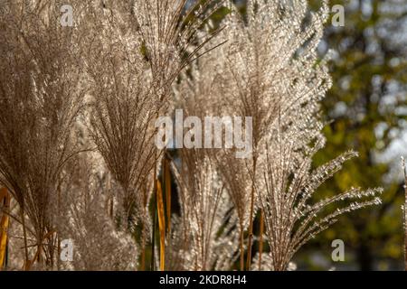 Plant Miscanthus or silvergrass. Cereal plant in the garden. Lush panicles of a flower. Botany. Floridulus, Pacific Island sacchariflorus Amur Korean muluksae, Chinese fairy grass Susuki Grass poaceae Stock Photo
