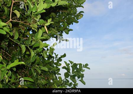 A tree seen with sky and clouds on a nice bright day Stock Photo