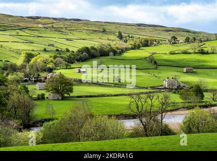Typical Yorkshire Dales farming country in Swaledale, with drystone walls and stone field barns, seen in spring. Stock Photo