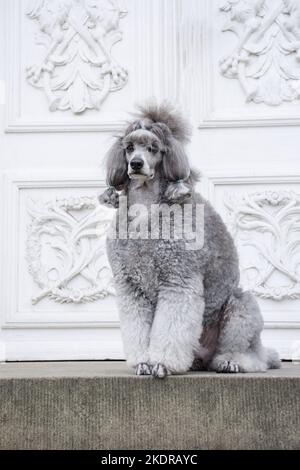 male Royal Standard Poodle Stock Photo