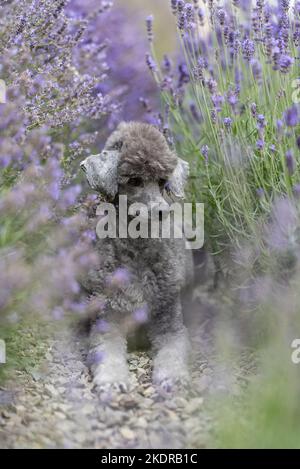 male Royal Standard Poodle Stock Photo