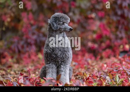 male Royal Standard Poodle Stock Photo