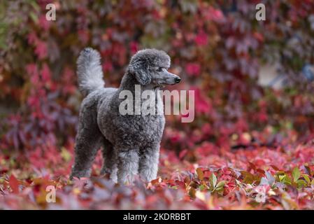 male Royal Standard Poodle Stock Photo