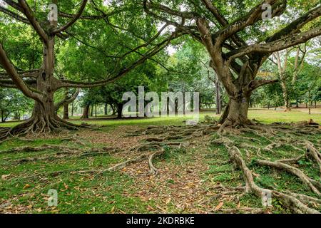 Ficus Benjamina with long branches. Royal Botanic King Gardens. Peradeniya. Kandy. Sri Lanka. Stock Photo