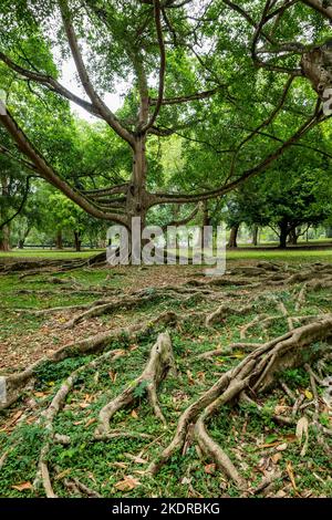 Ficus Benjamina with long branches. Royal Botanic King Gardens. Peradeniya. Kandy. Sri Lanka. Stock Photo