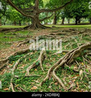 Ficus Benjamina with long branches. Royal Botanic King Gardens. Peradeniya. Kandy. Sri Lanka. Stock Photo