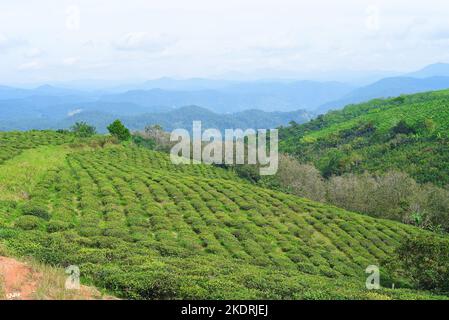 Tea crop in tea hill in Da Lat Vietnam Stock Photo