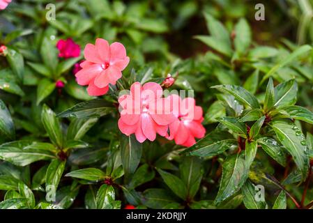 Impatiens hawkeri or the New Guinea impatiens flowers growing Da Lat in Vietnam Stock Photo