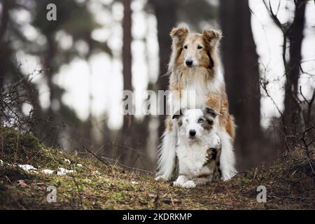 Collie and Border Collie Stock Photo