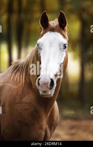 Paint Horse portrait Stock Photo