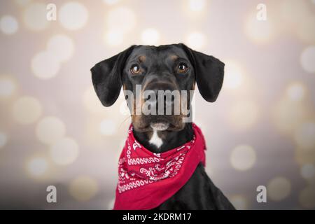 Doberman-Pinscher-Mongrel portrait Stock Photo