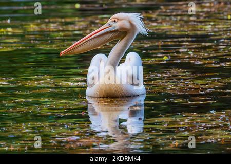 London, UK. 8th Nov, 2022. Park keepers, in St James Park, try to round up the Pelicans as a precautionagainst the spread of avian flu. Credit: Guy Bell/Alamy Live News Stock Photo