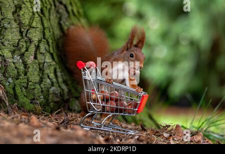 European red squirrel is collecting hazelnuts in a shopping trolley. Stock Photo