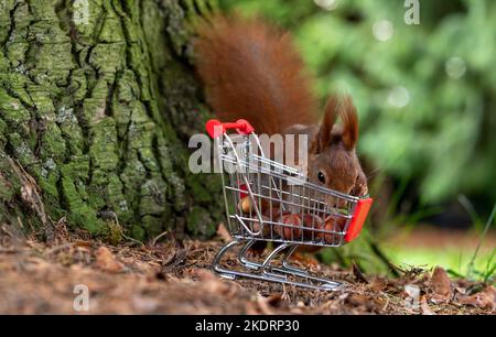 European red squirrel is collecting hazelnuts in a shopping trolley. Stock Photo