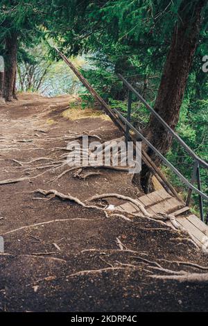 The roots of tall fir trees stick out of the ground Stock Photo