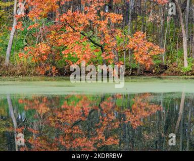 An autumn colored Maple is framed by two leaning trees on the shore of Mark's Pond, Green Valley Forest Preserve, DuPage County, Illinois Stock Photo