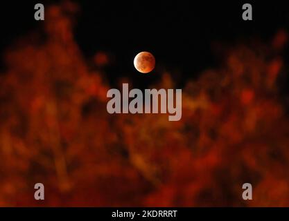 Tokyo, Japan. 8th Nov, 2022. Total lunar eclipse is observed behind lit up autumn leaves in Tokyo on Tuesday, November 8, 2022. Credit: Yoshio Tsunoda/AFLO/Alamy Live News Stock Photo