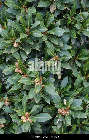 Laurus nobilis 'Bay Junior', Bay Laurel, Sweet Bay,  Bay laurel 'Bay Junior' Stock Photo