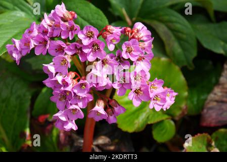 Magenta Coloured Bergenia 'Overture' (Eroica) 'Elephant's Ears' Flowers grown at RHS Garden Rosemoor, Torrington, Devon, England, UK. Stock Photo