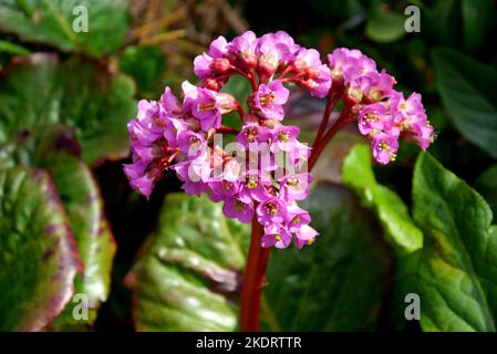 Magenta Coloured Bergenia 'Overture' (Eroica) 'Elephant's Ears' Flowers grown at RHS Garden Rosemoor, Torrington, Devon, England, UK. Stock Photo