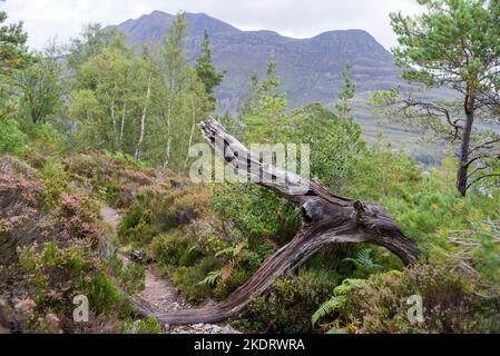 UK, Scotland, Wester Ross. Pinewoods of Beinn Eighe National Nature Reserve, the first such reserve in Britain. On the Forest Trail above Loch Maree. Stock Photo