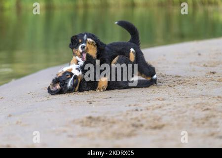 Bernese Mountain Dog Puppy Stock Photo