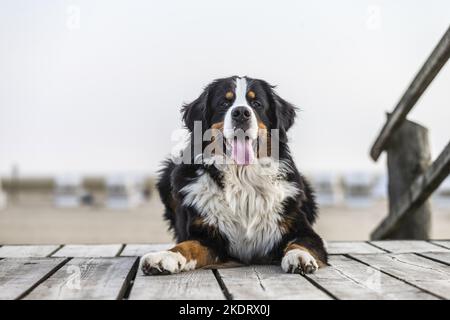 lying Bernese Mountain Dog Stock Photo