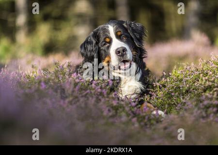 lying Bernese Mountain Dog Stock Photo