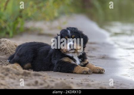Bernese Mountain Dog Puppy Stock Photo