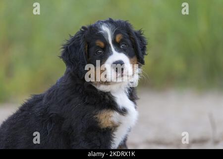 Bernese Mountain Dog Puppy Stock Photo