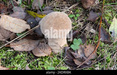 Common Puffball, Lycoperdon perlatum Stock Photo