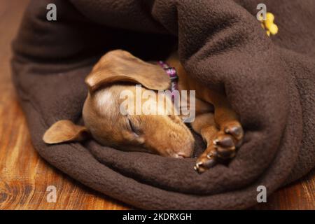 sleeping Kaninchen-Dachshund Stock Photo