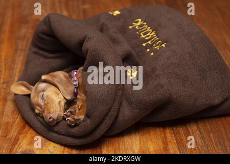 sleeping Kaninchen-Dachshund Stock Photo