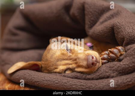 sleeping Kaninchen-Dachshund Stock Photo