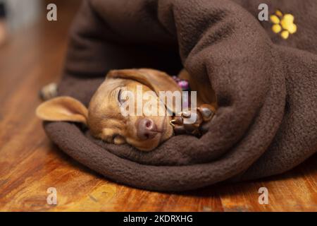 sleeping Kaninchen-Dachshund Stock Photo