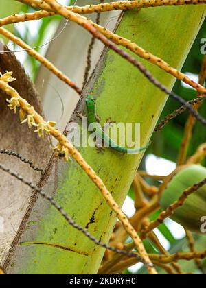 Gecko on a palm leaf on the beach of Roche Noir in Mauritius Stock Photo