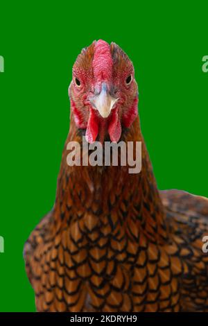 Wyandotte bantam Chicken golden laced isolated in green background front view Stock Photo